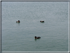 foto Lago di Garda